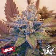 Moxie Seeds Viper City O.G XIII
